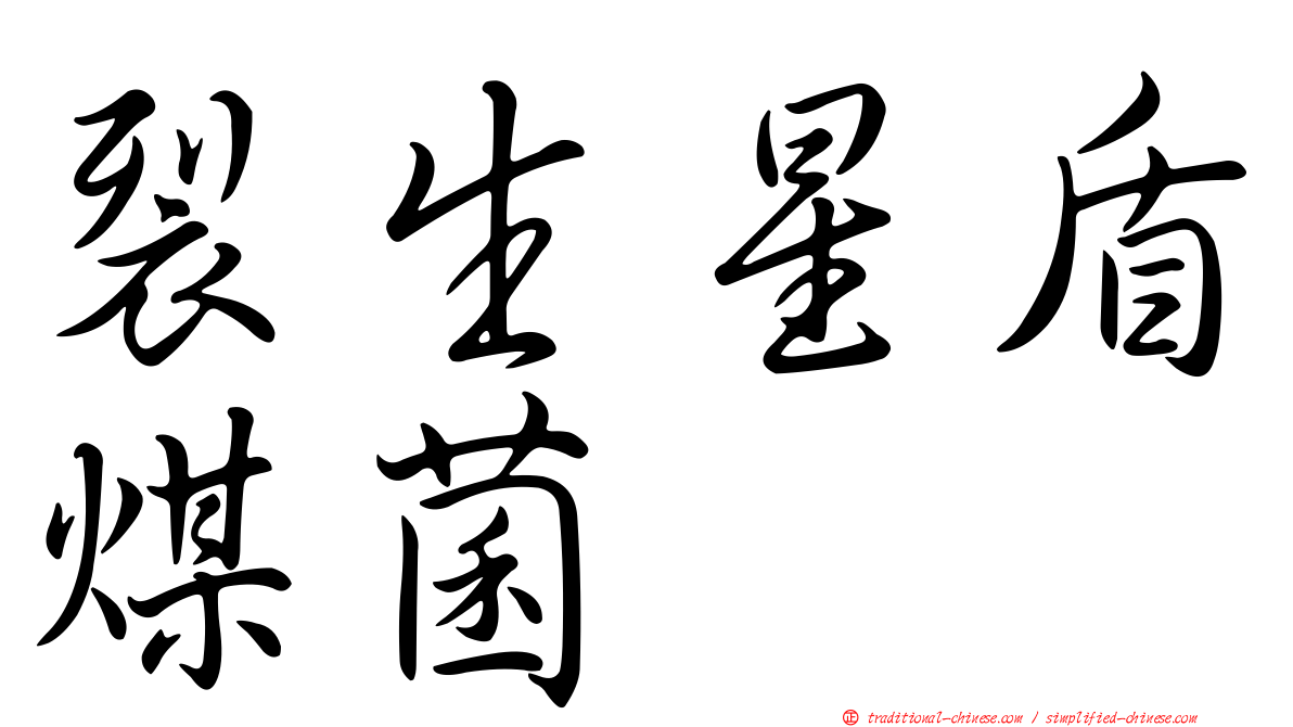 裂生星盾煤菌