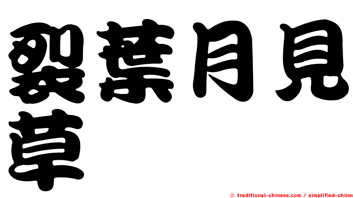裂葉月見草