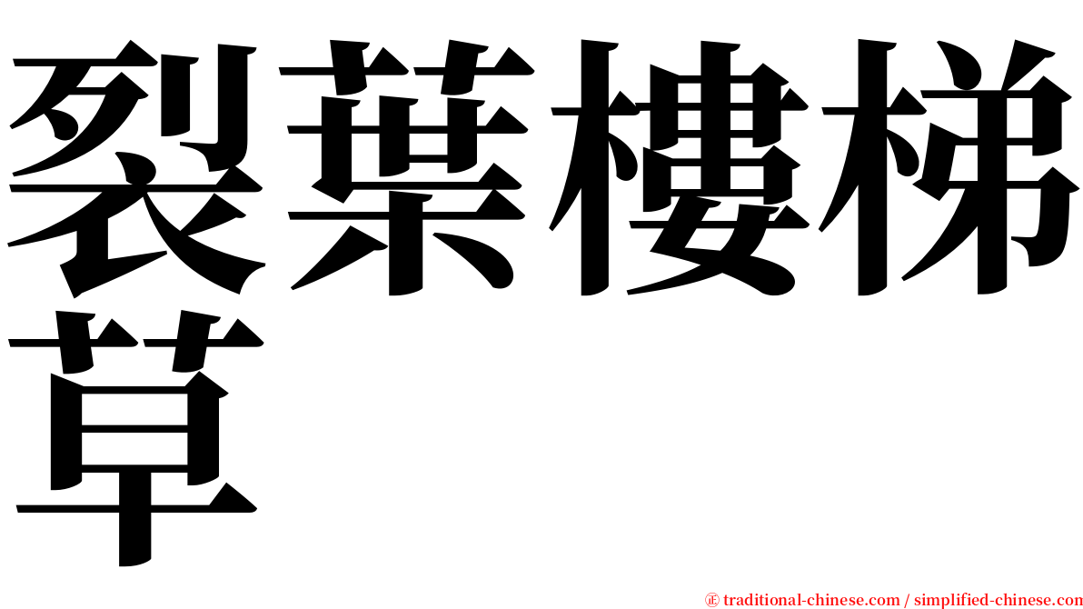 裂葉樓梯草 serif font