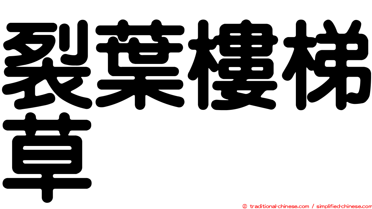 裂葉樓梯草