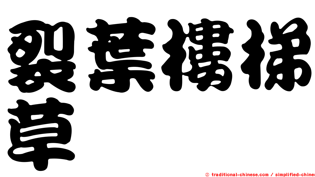 裂葉樓梯草