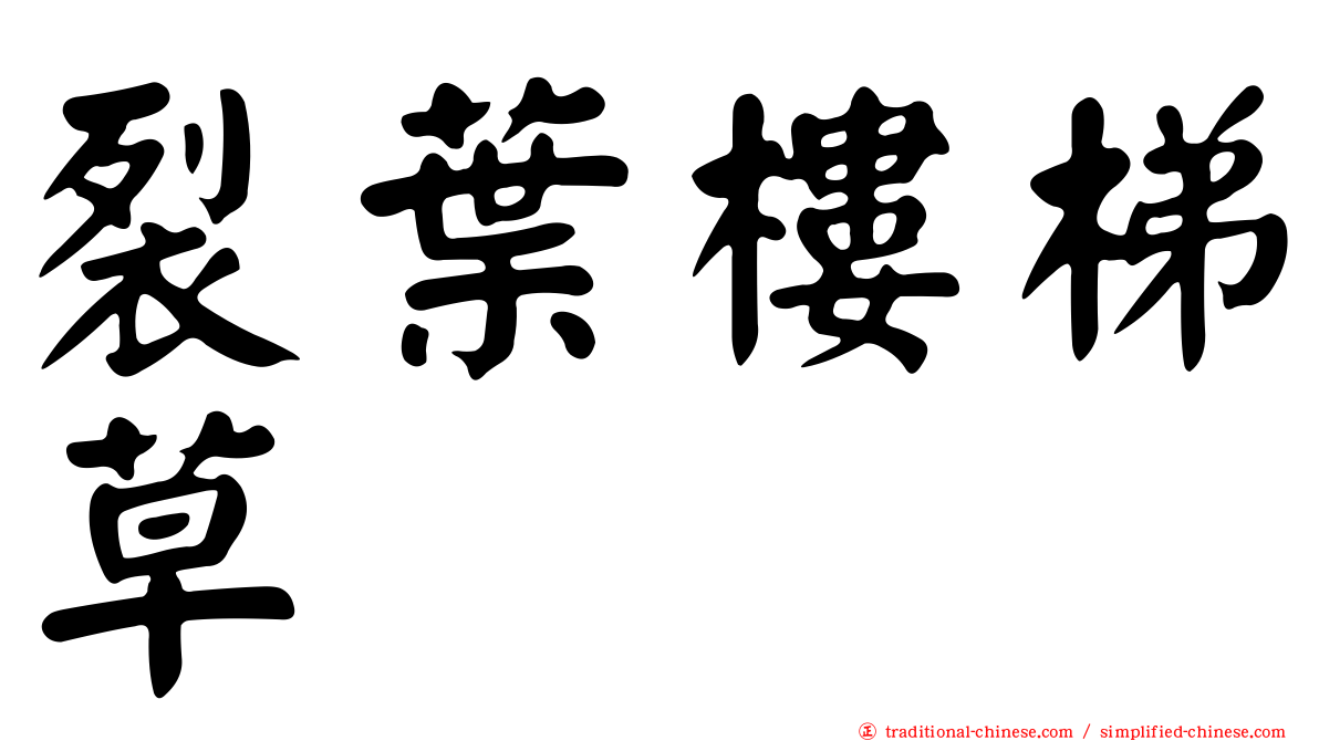 裂葉樓梯草