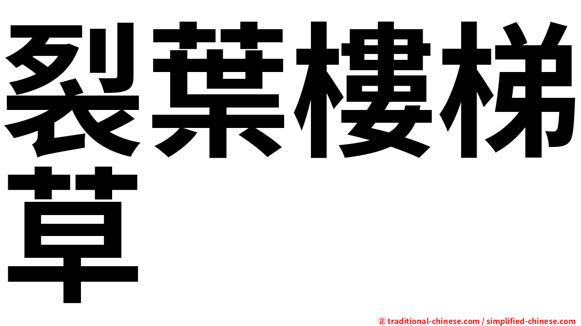 裂葉樓梯草