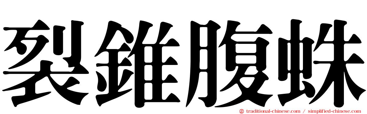 裂錐腹蛛