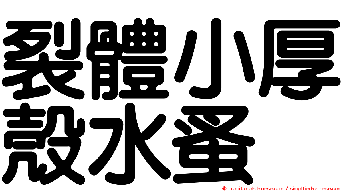 裂體小厚殼水蚤