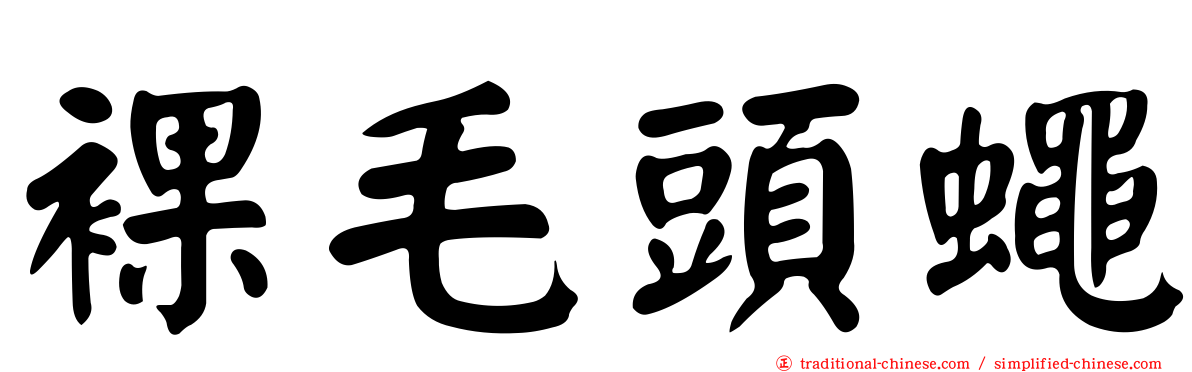 裸毛頭蠅