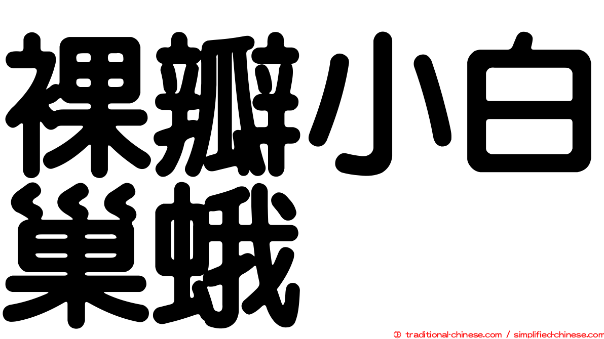 裸瓣小白巢蛾