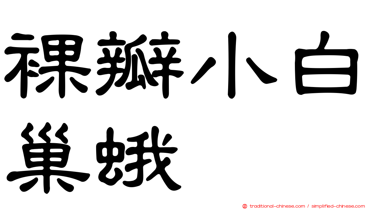 裸瓣小白巢蛾