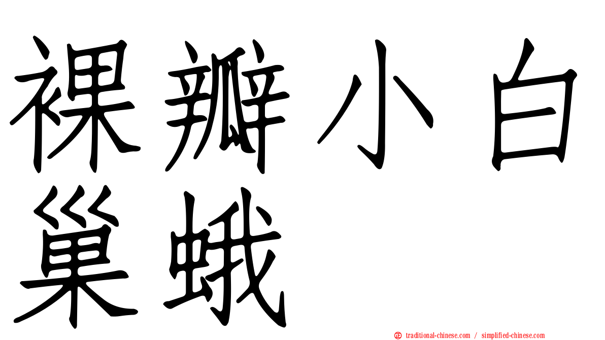 裸瓣小白巢蛾
