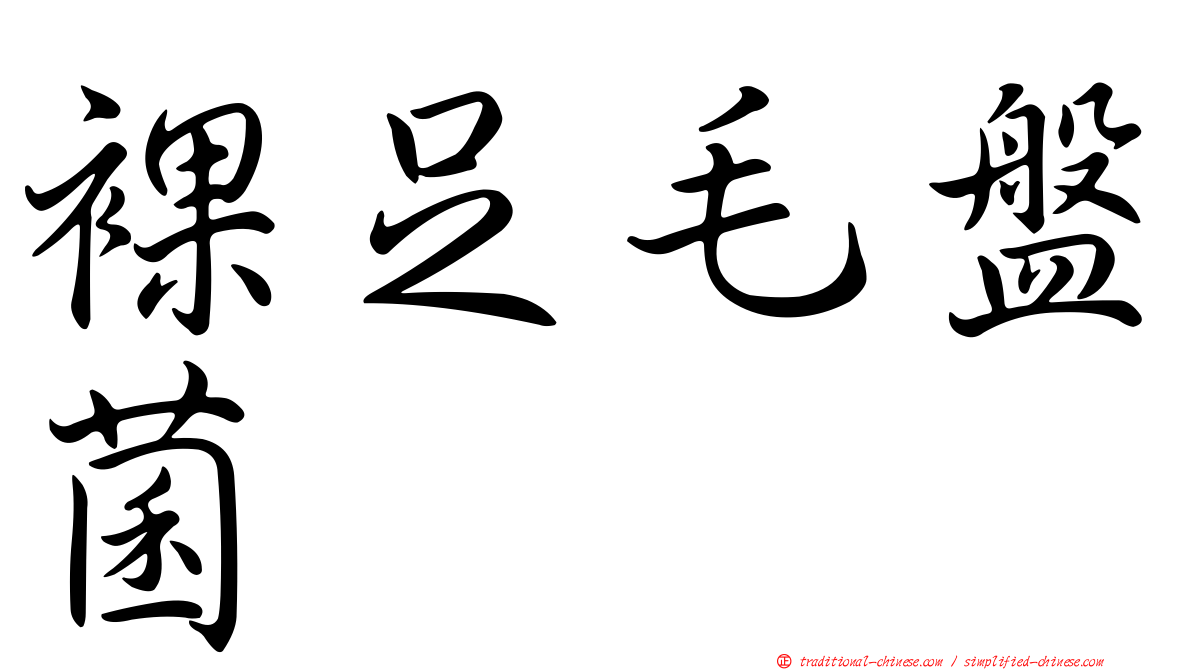 裸足毛盤菌