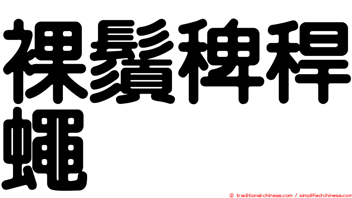裸鬚稗稈蠅