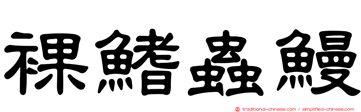 裸鰭蟲鰻