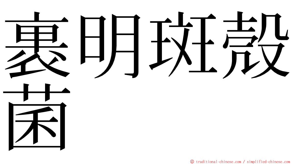 裹明斑殼菌 ming font