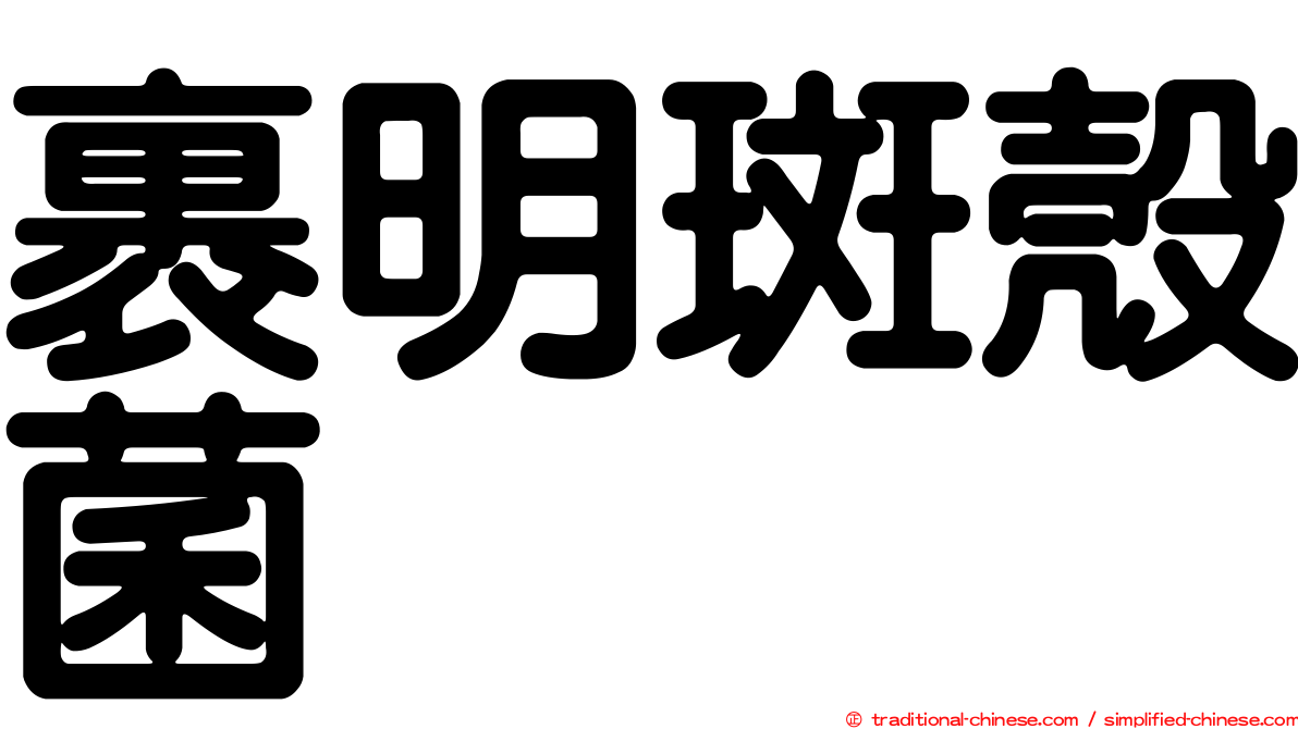 裹明斑殼菌