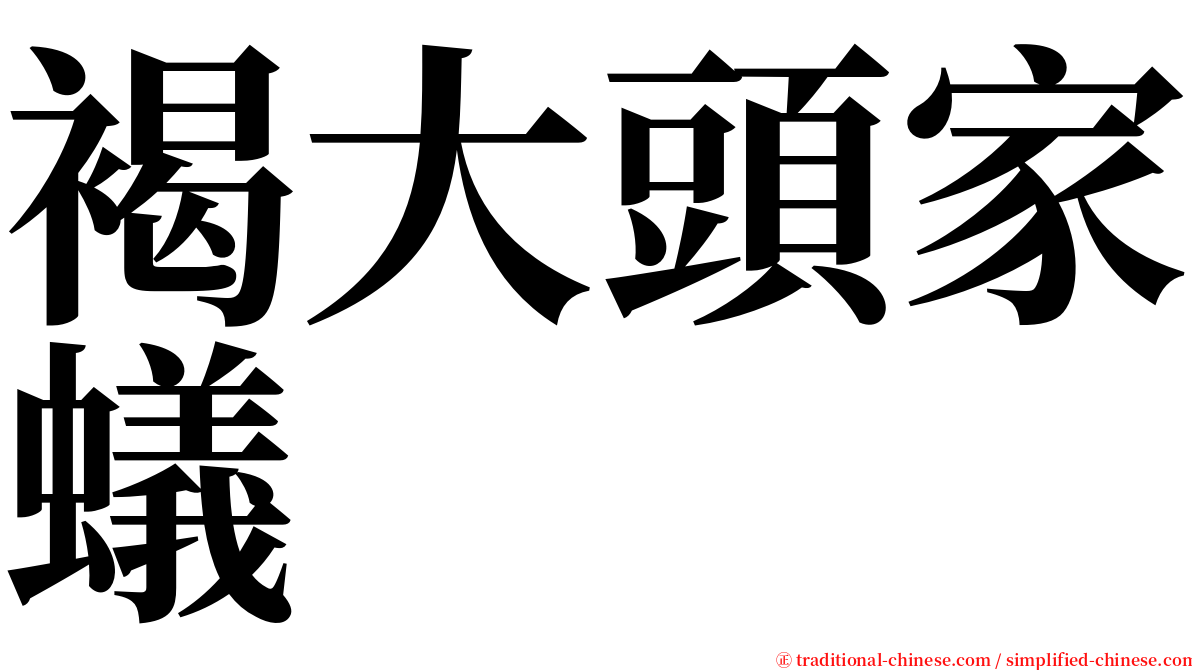 褐大頭家蟻 serif font