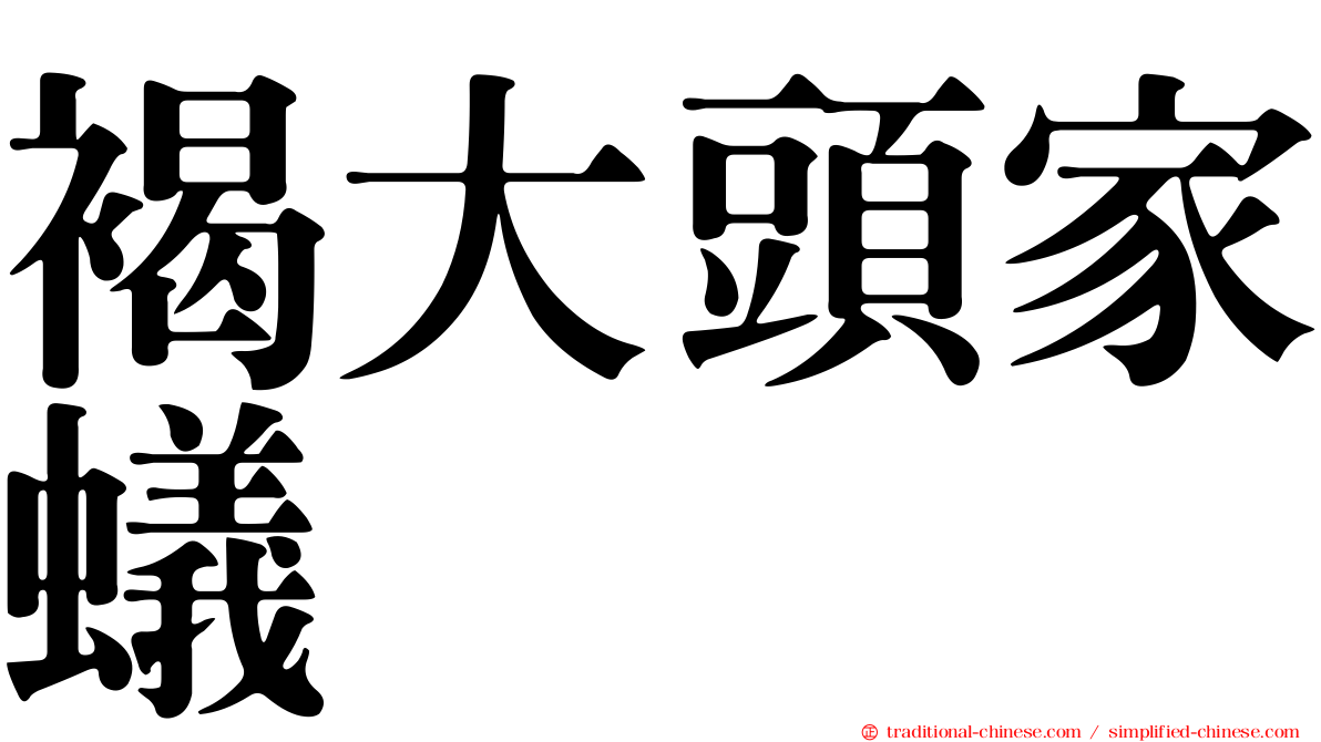 褐大頭家蟻