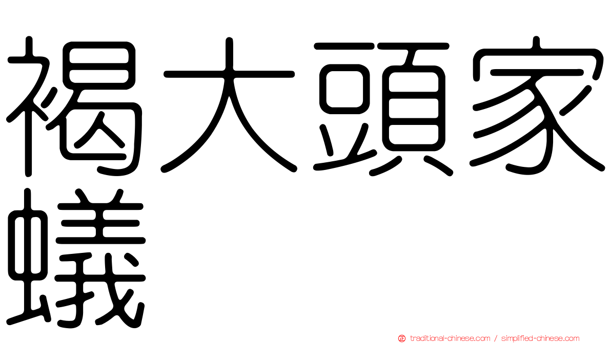 褐大頭家蟻