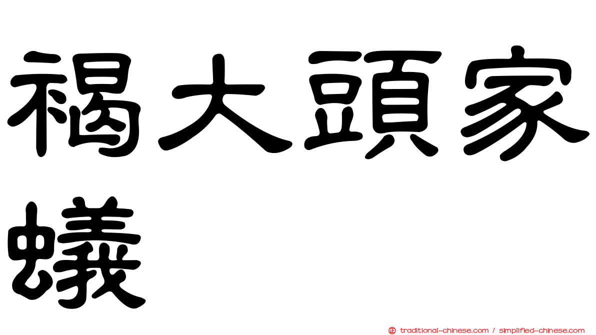 褐大頭家蟻