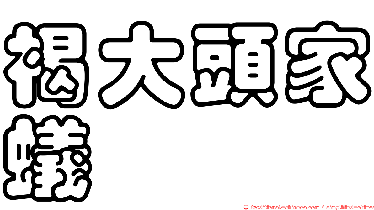 褐大頭家蟻