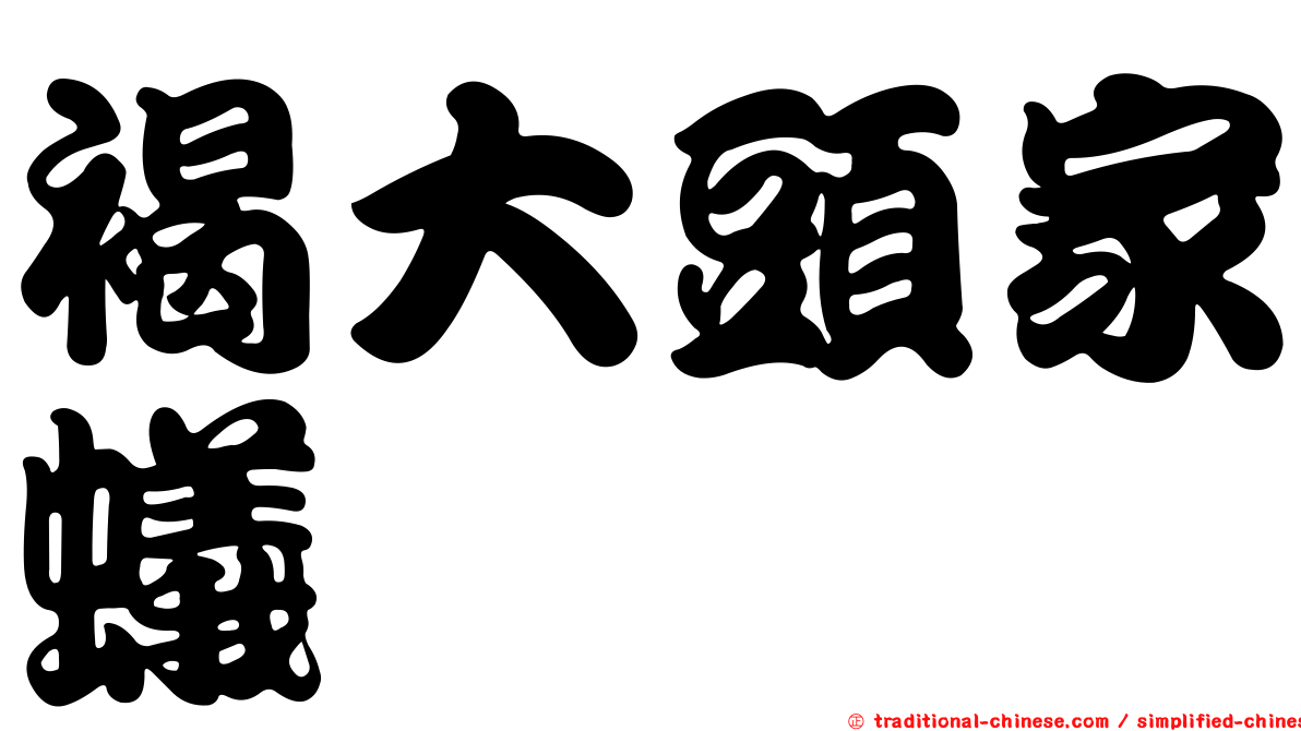 褐大頭家蟻