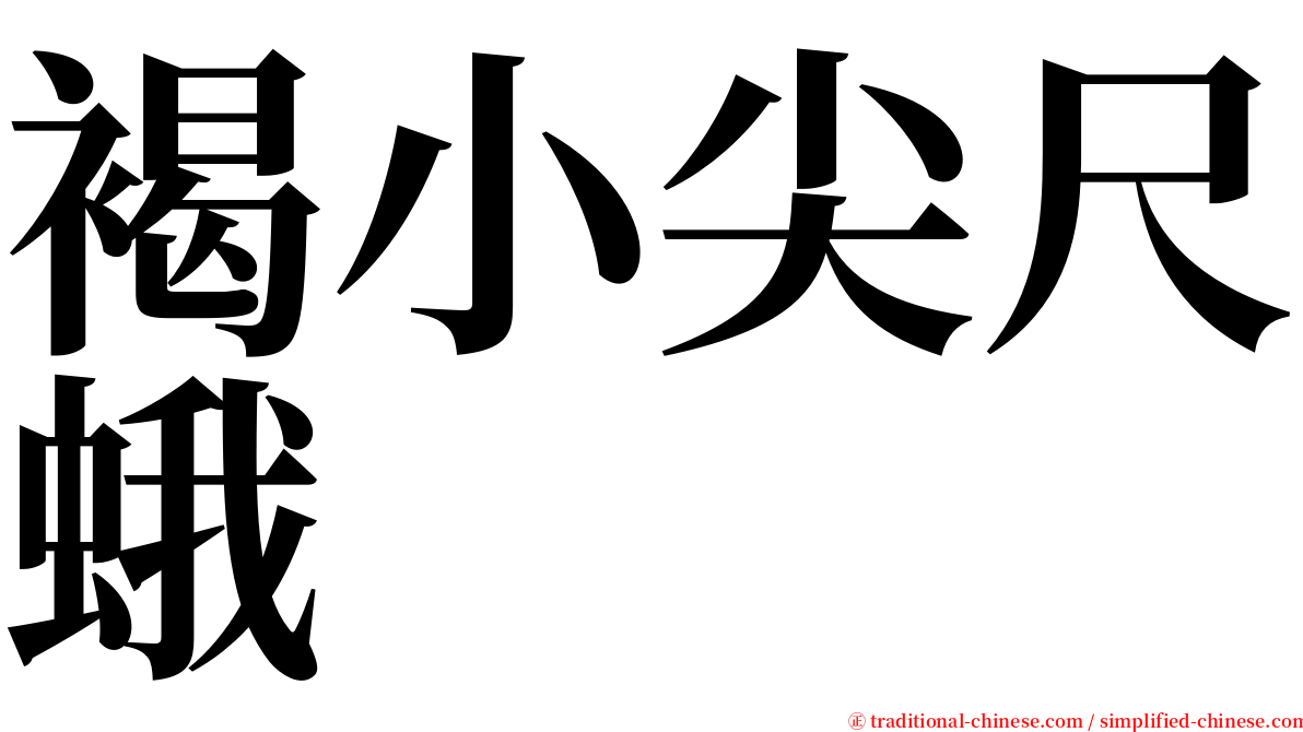 褐小尖尺蛾 serif font