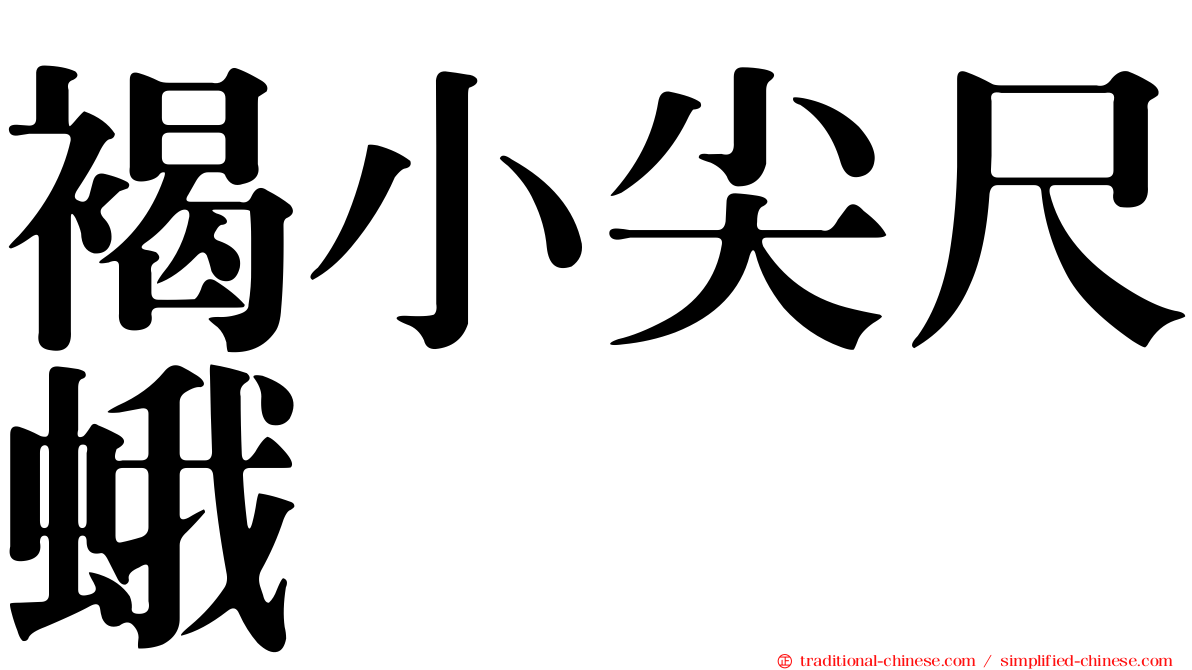褐小尖尺蛾