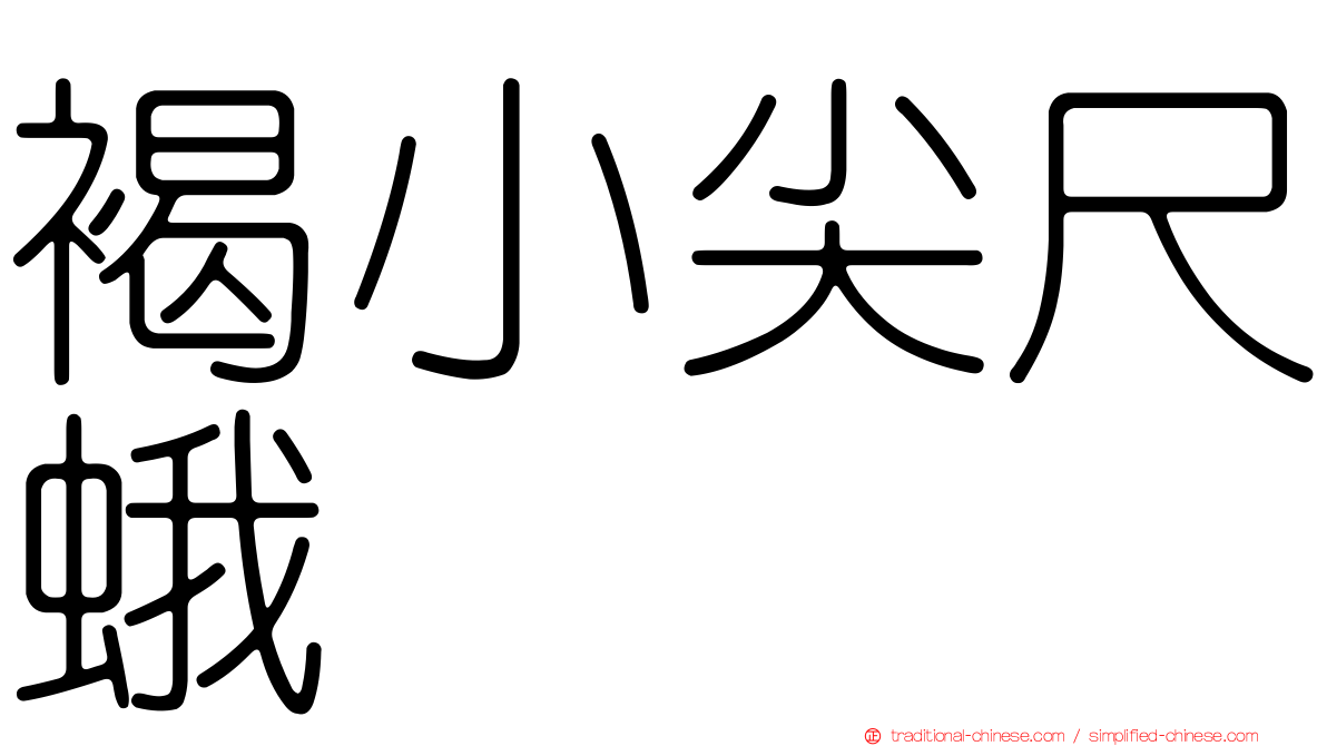 褐小尖尺蛾