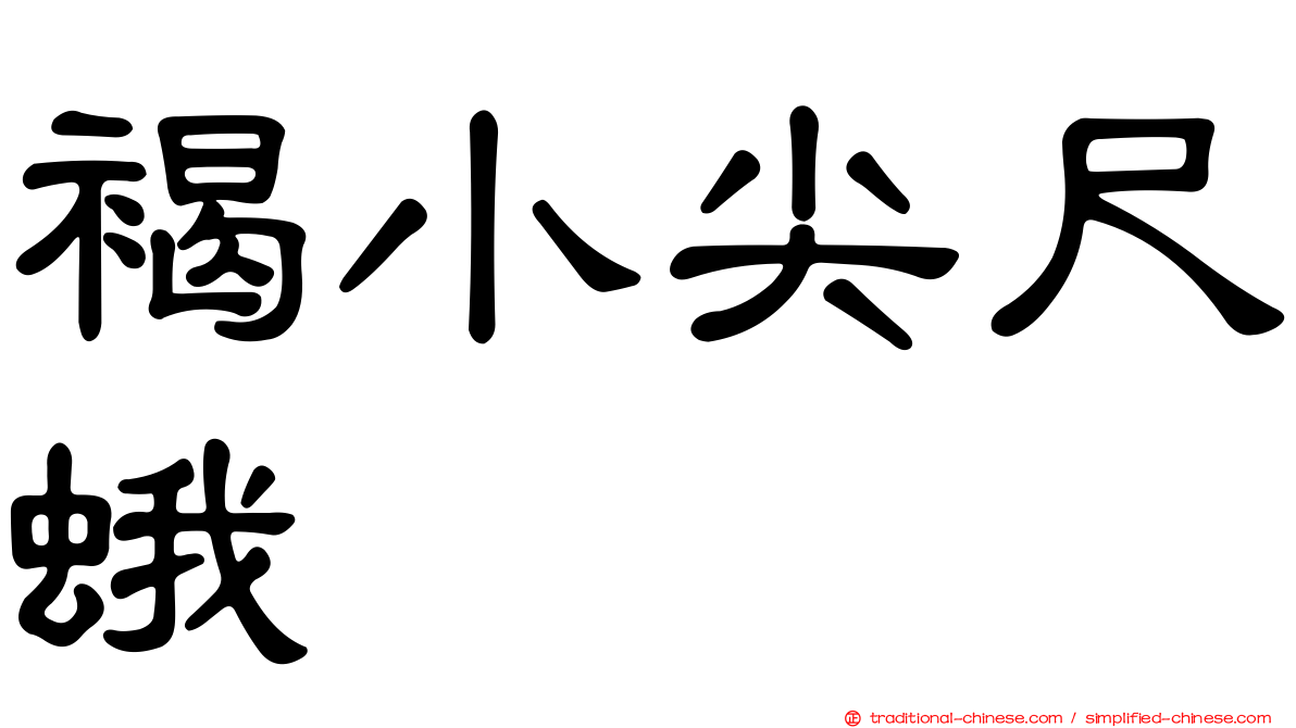 褐小尖尺蛾
