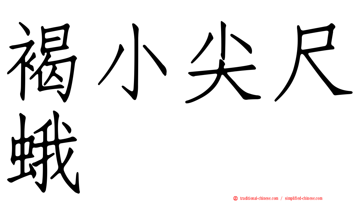 褐小尖尺蛾