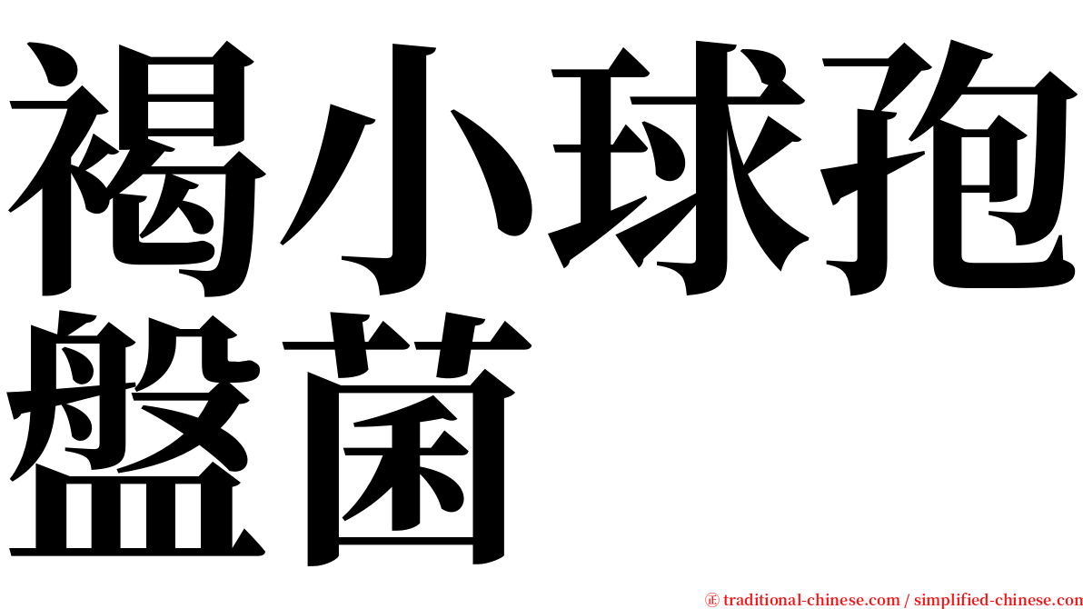 褐小球孢盤菌 serif font