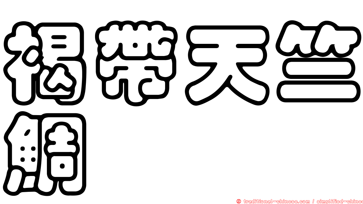 褐帶天竺鯛