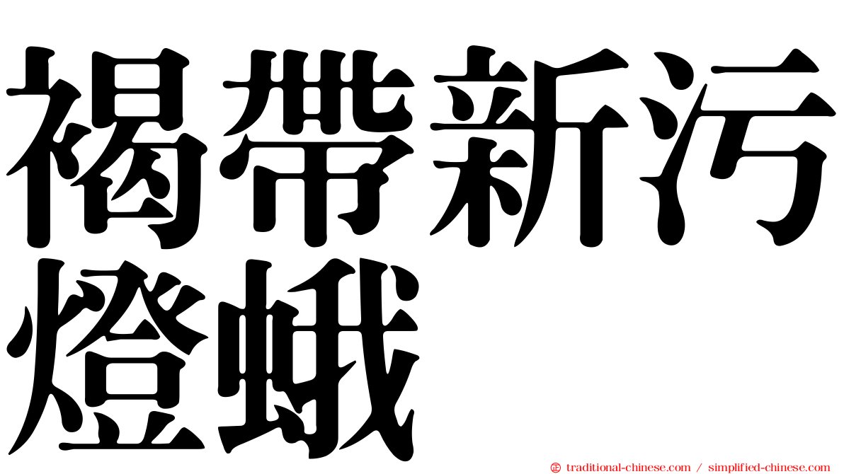 褐帶新污燈蛾
