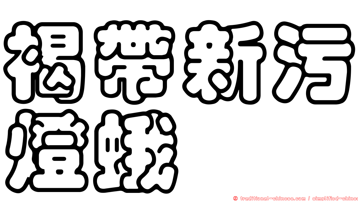 褐帶新污燈蛾