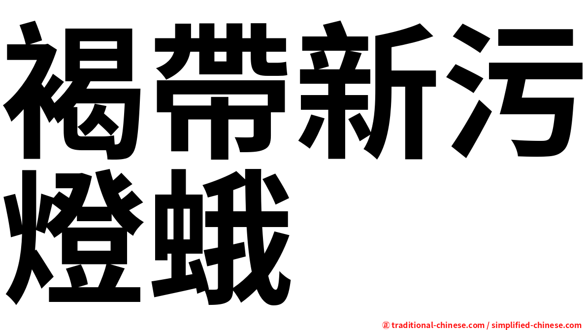 褐帶新污燈蛾