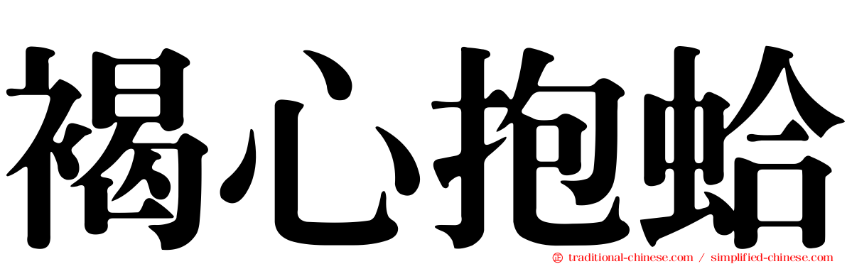 褐心抱蛤