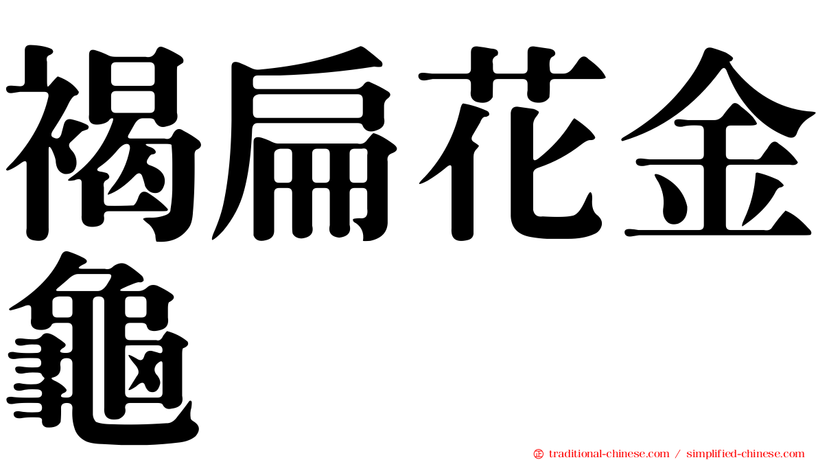 褐扁花金龜