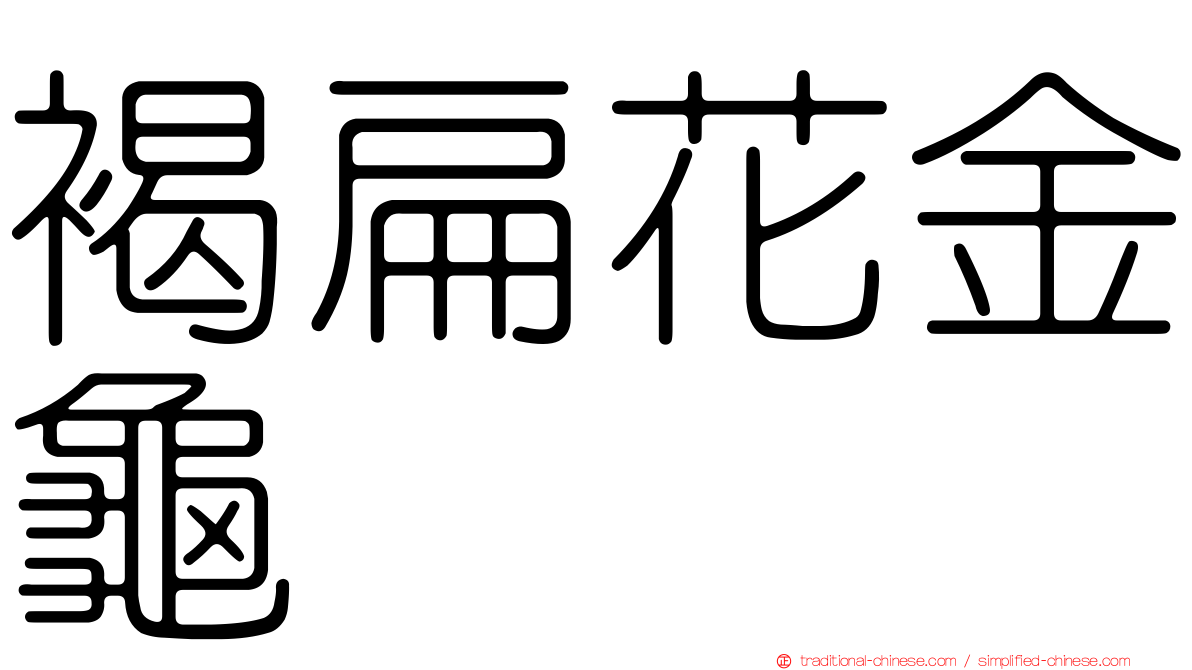 褐扁花金龜
