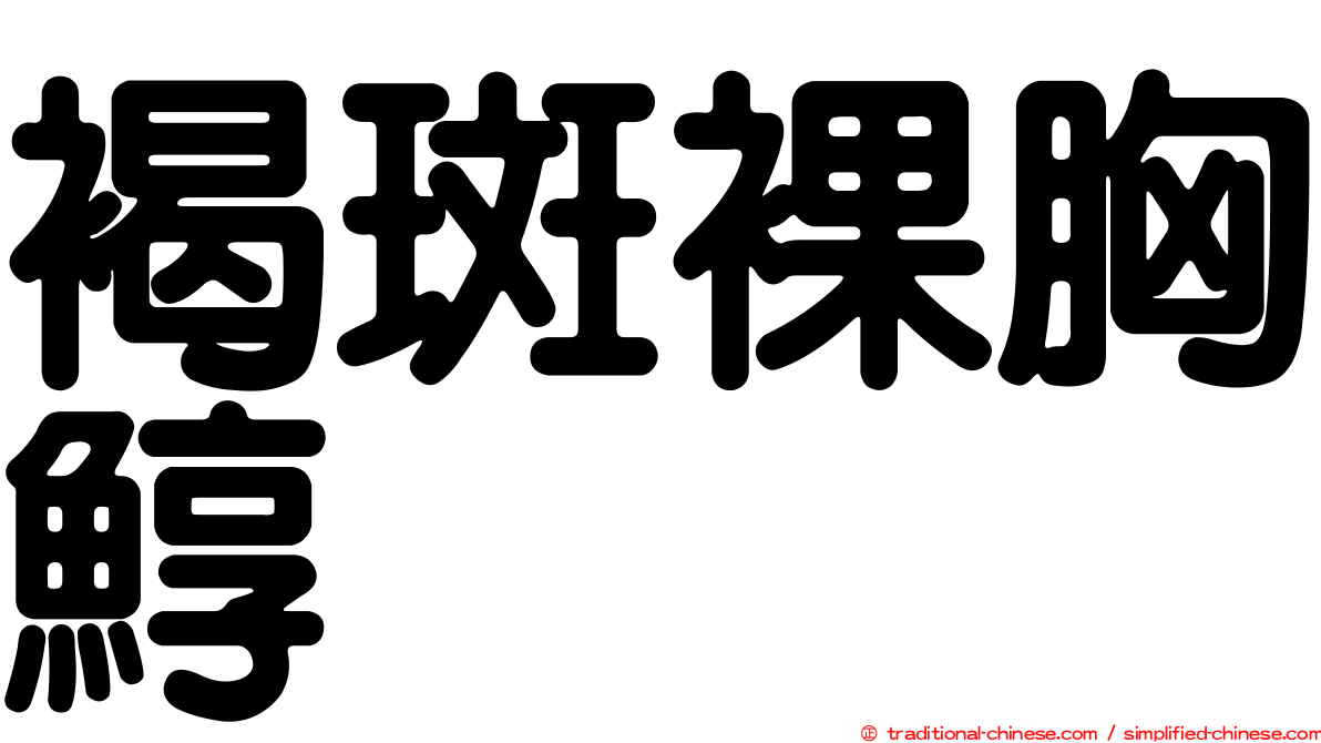 褐斑裸胸鯙