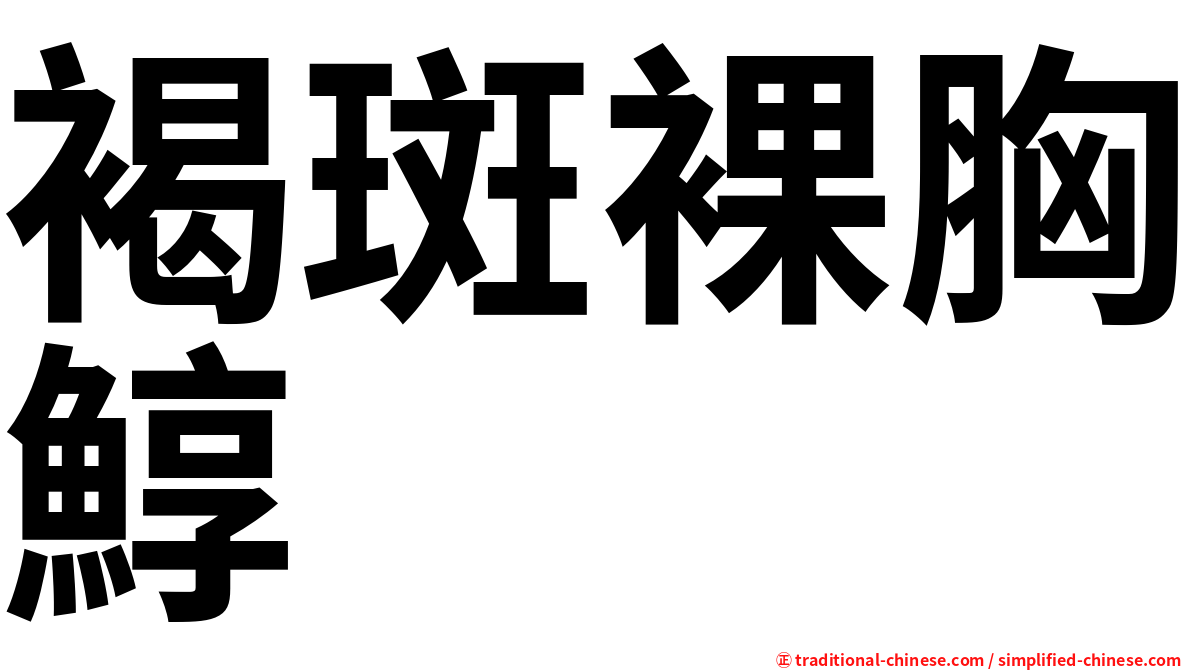 褐斑裸胸鯙