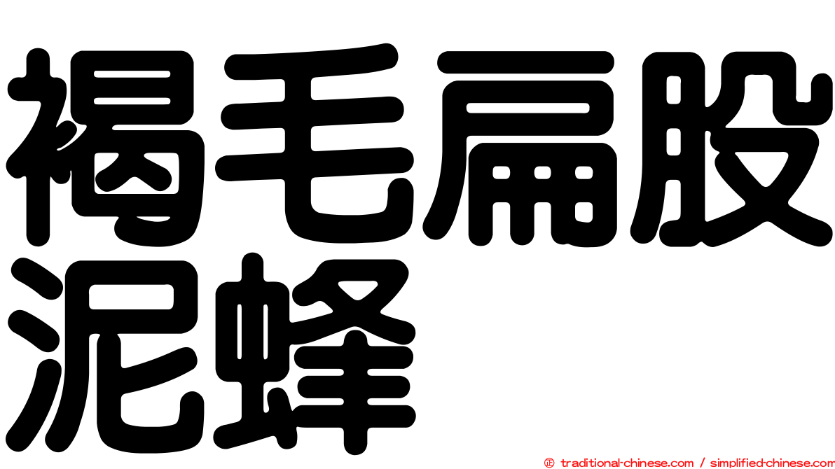 褐毛扁股泥蜂