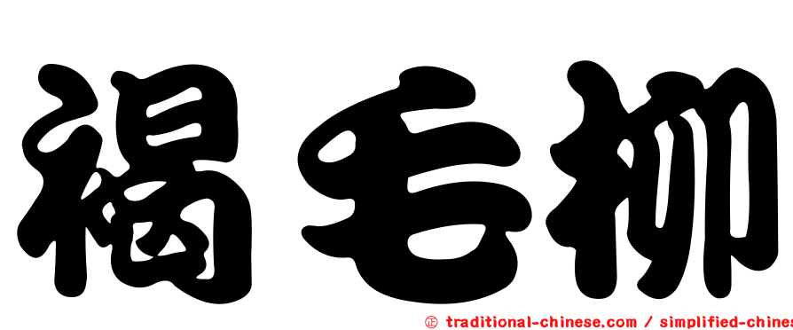 褐毛柳