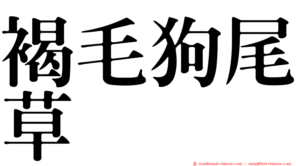 褐毛狗尾草