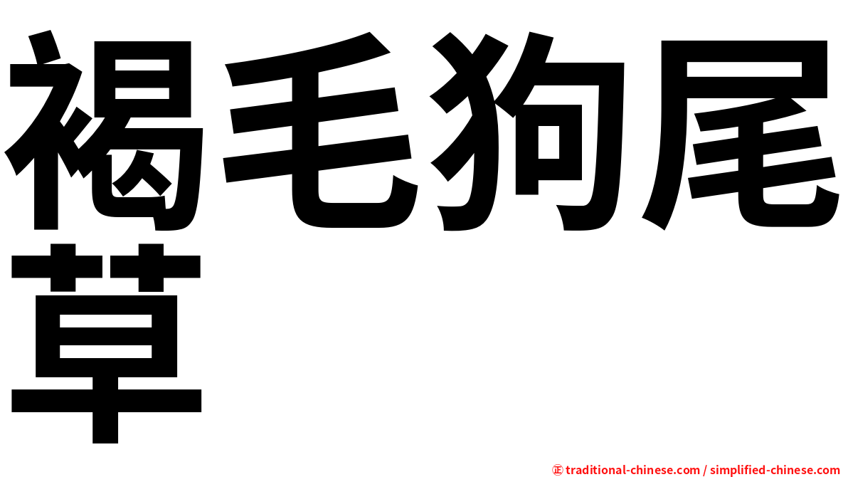 褐毛狗尾草