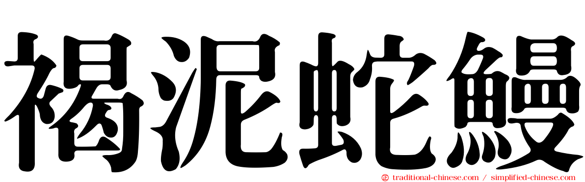 褐泥蛇鰻