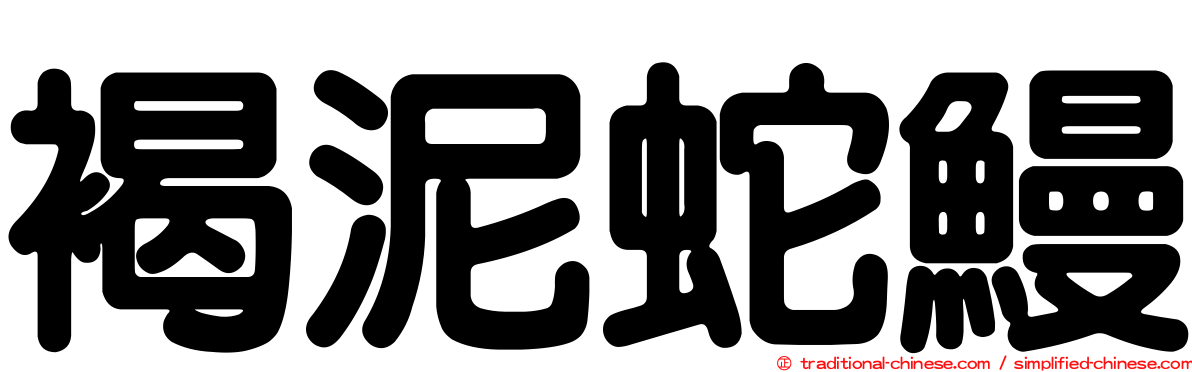 褐泥蛇鰻