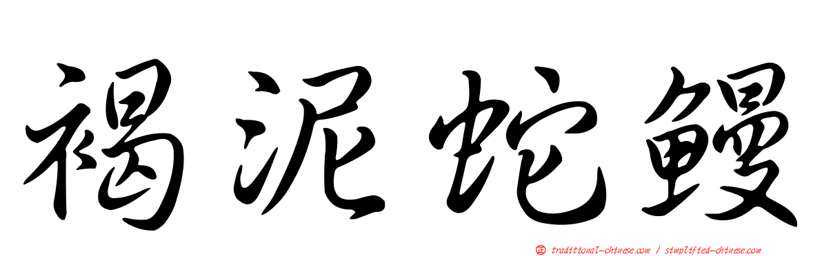 褐泥蛇鰻