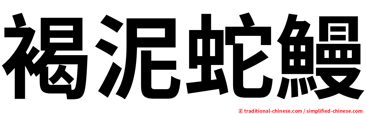 褐泥蛇鰻
