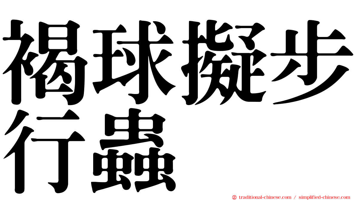 褐球擬步行蟲