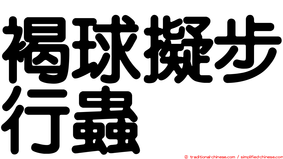 褐球擬步行蟲