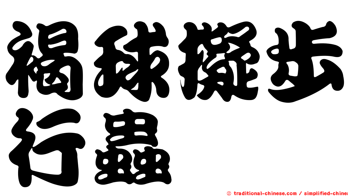 褐球擬步行蟲